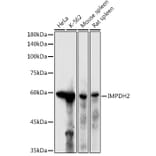 Western Blot - Anti-IMPDH2 Antibody (A14692) - Antibodies.com