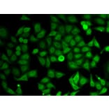Immunofluorescence - Anti-IMPDH2 Antibody (A14692) - Antibodies.com