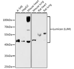 Western Blot - Anti-Lumican Antibody (A14693) - Antibodies.com