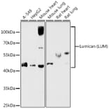 Western Blot - Anti-Lumican Antibody (A14693) - Antibodies.com