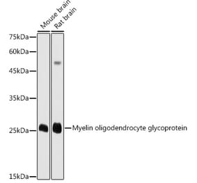 Western Blot - Anti-Myelin oligodendrocyte glycoprotein Antibody (A14694) - Antibodies.com