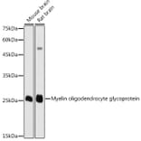 Western Blot - Anti-Myelin oligodendrocyte glycoprotein Antibody (A14694) - Antibodies.com