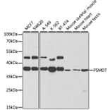 Western Blot - Anti-PSMD7/Mov34 Antibody (A14696) - Antibodies.com