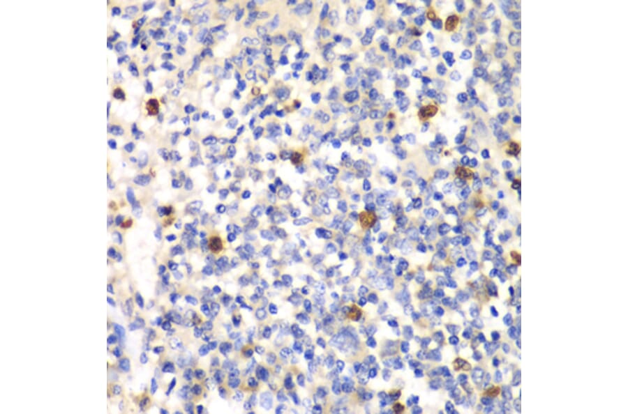 Immunohistochemistry - Anti-PSMD7/Mov34 Antibody (A14696) - Antibodies.com