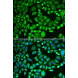 Immunofluorescence - Anti-PSMD7/Mov34 Antibody (A14696) - Antibodies.com