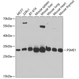 Western Blot - Anti-PSME1 Antibody (A14698) - Antibodies.com