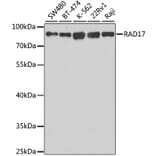 Western Blot - Anti-Rad17 Antibody (A14699) - Antibodies.com