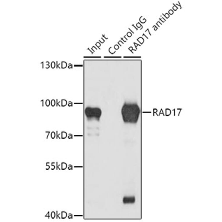 Western Blot - Anti-Rad17 Antibody (A14699) - Antibodies.com