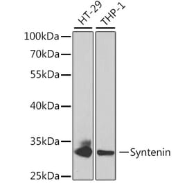 Western Blot - Anti-Syntenin Antibody (A14700) - Antibodies.com