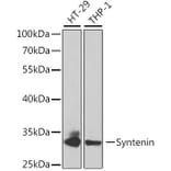 Western Blot - Anti-Syntenin Antibody (A14700) - Antibodies.com