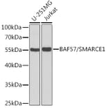 Western Blot - Anti-BAF57 / SMARCE1 Antibody (A14701) - Antibodies.com