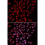 Immunofluorescence - Anti-BAF57 / SMARCE1 Antibody (A14701) - Antibodies.com