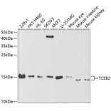 Western Blot - Anti-TCEB2/Elongin-B Antibody (A14702) - Antibodies.com