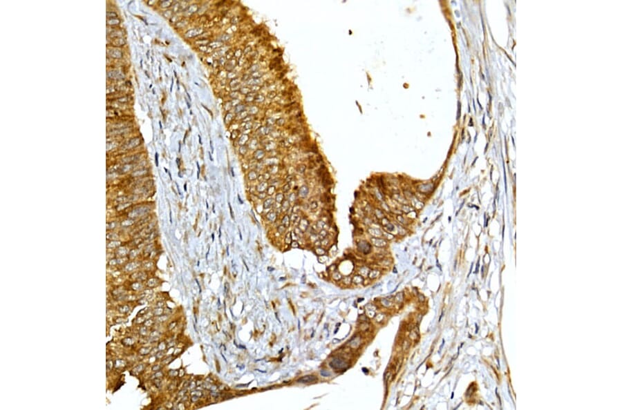 Immunohistochemistry - Anti-VAPB Antibody (A14703) - Antibodies.com