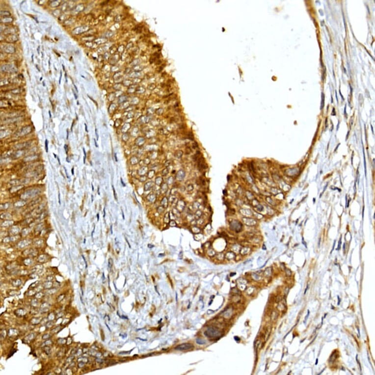 Immunohistochemistry - Anti-VAPB Antibody (A14703) - Antibodies.com