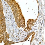 Immunohistochemistry - Anti-VAPB Antibody (A14703) - Antibodies.com