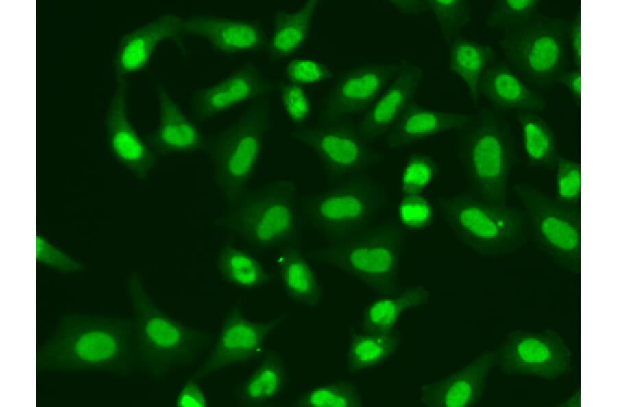 Immunofluorescence - Anti-Aprataxin Antibody (A14704) - Antibodies.com