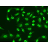 Immunofluorescence - Anti-Aprataxin Antibody (A14704) - Antibodies.com