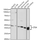 Western Blot - Anti-Cathepsin H Antibody (A14707) - Antibodies.com