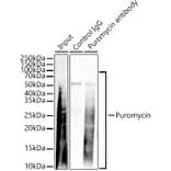 Western Blot - Anti-DBI Antibody (A14709) - Antibodies.com