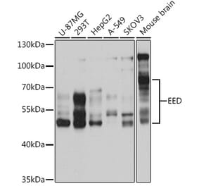 Western Blot - Anti-EED Antibody (A14710) - Antibodies.com