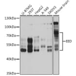 Western Blot - Anti-EED Antibody (A14710) - Antibodies.com