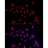 Immunofluorescence - Anti-EED Antibody (A14710) - Antibodies.com