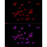 Immunofluorescence - Anti-EED Antibody (A14710) - Antibodies.com