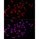Immunofluorescence - Anti-EED Antibody (A14710) - Antibodies.com