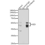 Western Blot - Anti-EED Antibody (A14710) - Antibodies.com