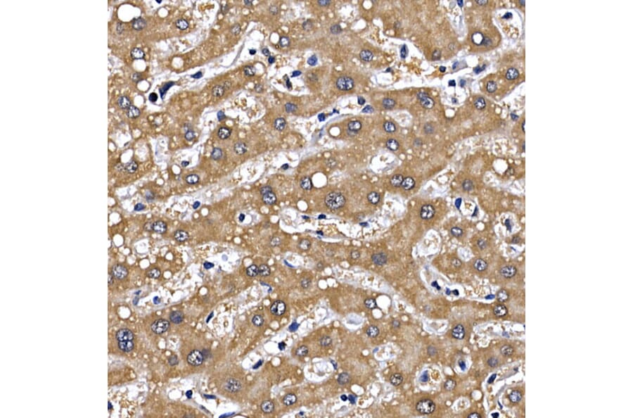 Immunohistochemistry - Anti-GDNF Receptor alpha 1/GFRA1 Antibody (A14712) - Antibodies.com
