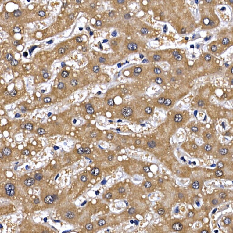 Immunohistochemistry - Anti-GDNF Receptor alpha 1/GFRA1 Antibody (A14712) - Antibodies.com