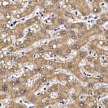 Immunohistochemistry - Anti-GDNF Receptor alpha 1/GFRA1 Antibody (A14712) - Antibodies.com