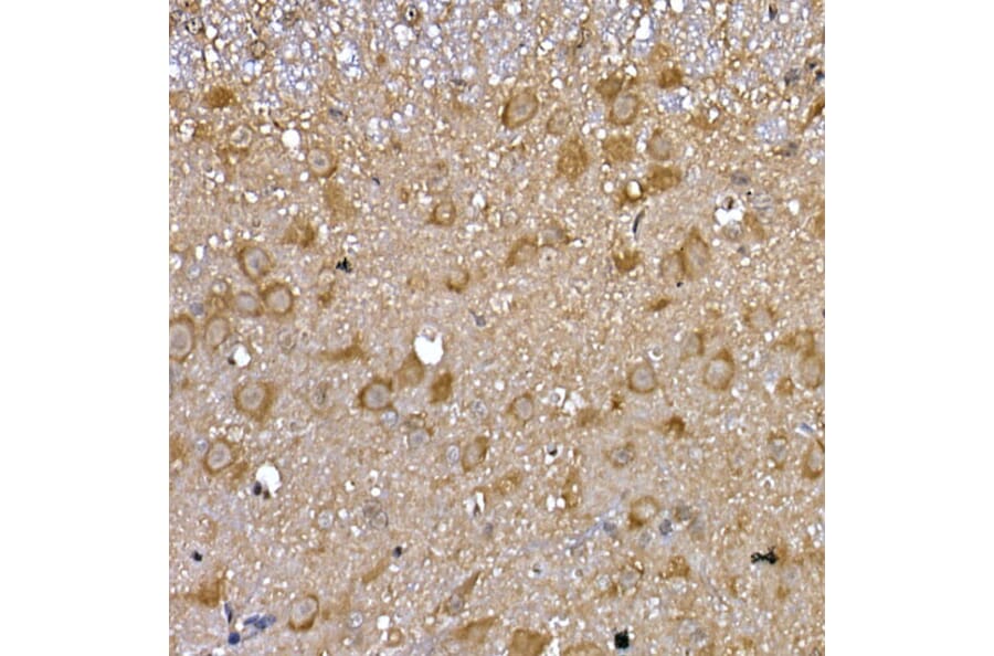 Immunohistochemistry - Anti-GDNF Receptor alpha 1/GFRA1 Antibody (A14712) - Antibodies.com