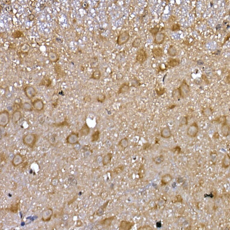 Immunohistochemistry - Anti-GDNF Receptor alpha 1/GFRA1 Antibody (A14712) - Antibodies.com