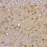 Immunohistochemistry - Anti-GDNF Receptor alpha 1/GFRA1 Antibody (A14712) - Antibodies.com