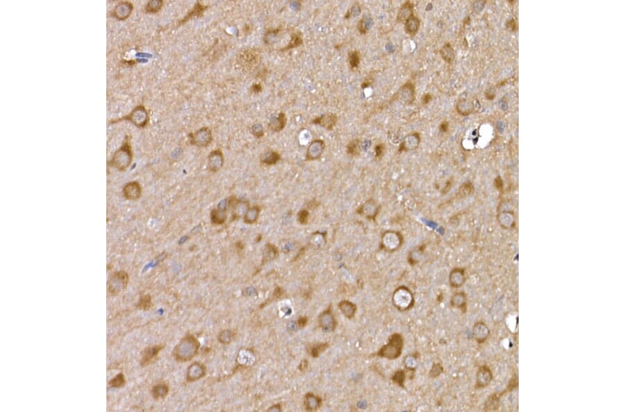 Immunohistochemistry - Anti-GDNF Receptor alpha 1/GFRA1 Antibody (A14712) - Antibodies.com