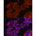 Immunofluorescence - Anti-GDNF Receptor alpha 1/GFRA1 Antibody (A14712) - Antibodies.com