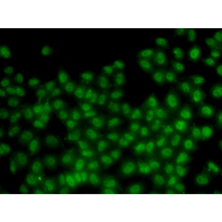 Immunofluorescence - Anti-ID3 Antibody (A14713) - Antibodies.com