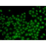 Immunofluorescence - Anti-ID3 Antibody (A14713) - Antibodies.com