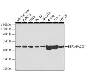 Western Blot - Anti-EBP1 Antibody (A14714) - Antibodies.com