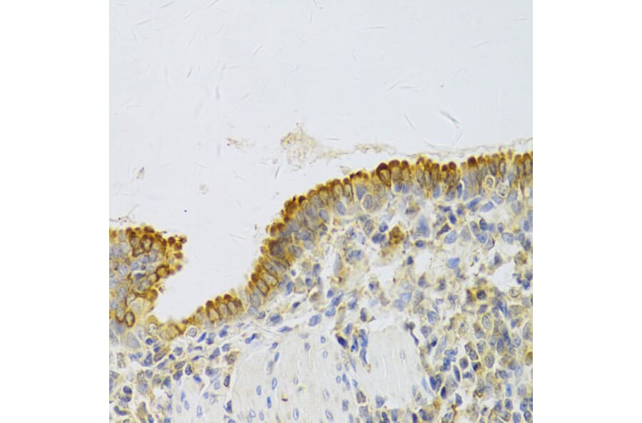 Immunohistochemistry - Anti-EBP1 Antibody (A14714) - Antibodies.com