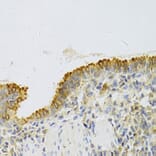 Immunohistochemistry - Anti-EBP1 Antibody (A14714) - Antibodies.com