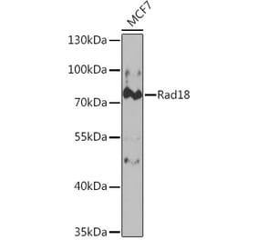 Western Blot - Anti-RAD18 Antibody (A14717) - Antibodies.com
