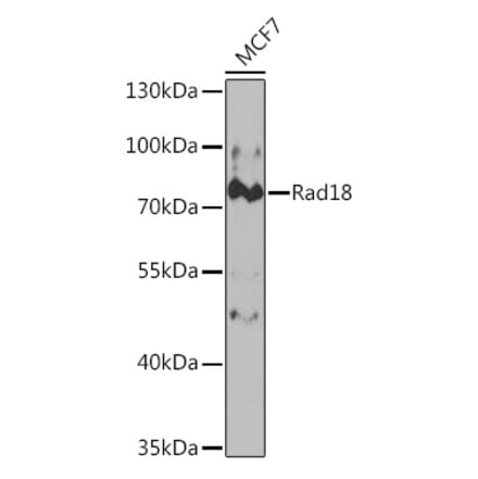 Western Blot - Anti-RAD18 Antibody (A14717) - Antibodies.com