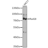 Western Blot - Anti-RAD18 Antibody (A14717) - Antibodies.com