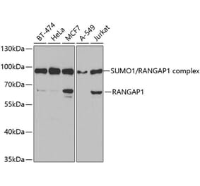 Western Blot - Anti-RanGAP1 Antibody (A14718) - Antibodies.com