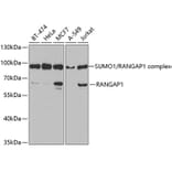 Western Blot - Anti-RanGAP1 Antibody (A14718) - Antibodies.com