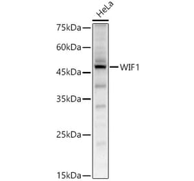 Western Blot - Anti-WIF1 Antibody (A14722) - Antibodies.com