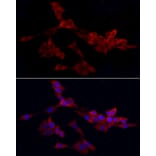 Immunofluorescence - Anti-WIF1 Antibody (A14722) - Antibodies.com